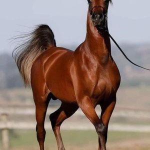 اسب ترکمن 4523