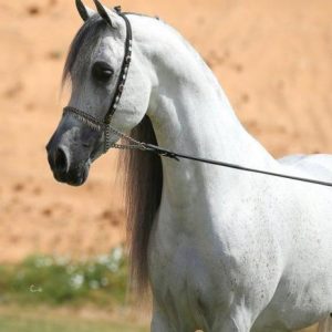 کره مادیان پرشی دو سر خون خارجی در ایران