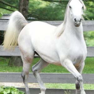 مادیان اصیل ترکمن نژاد آخالتکه